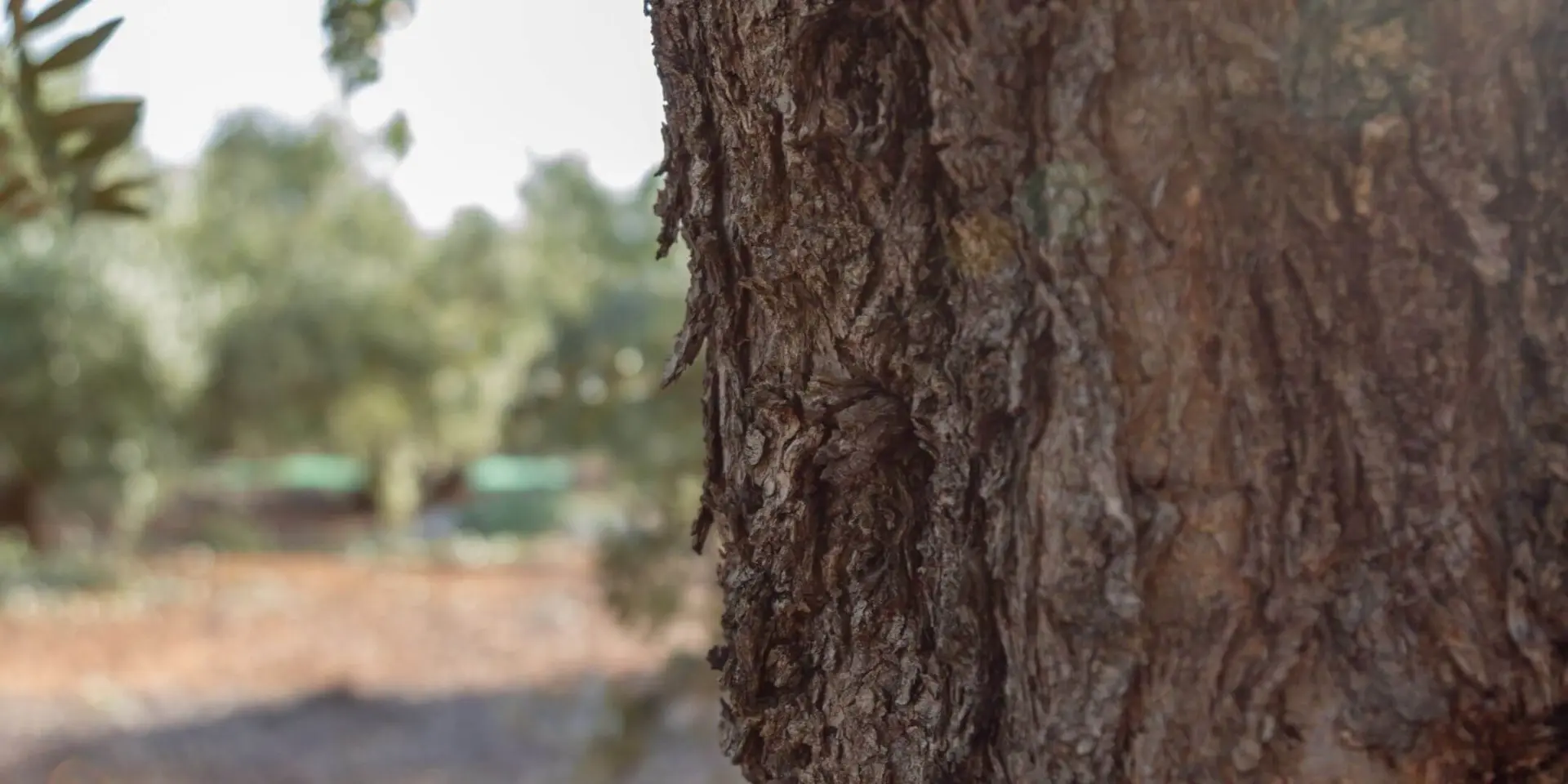 cuanto vive un arbol de olivo - Cuántos años dura una oliva