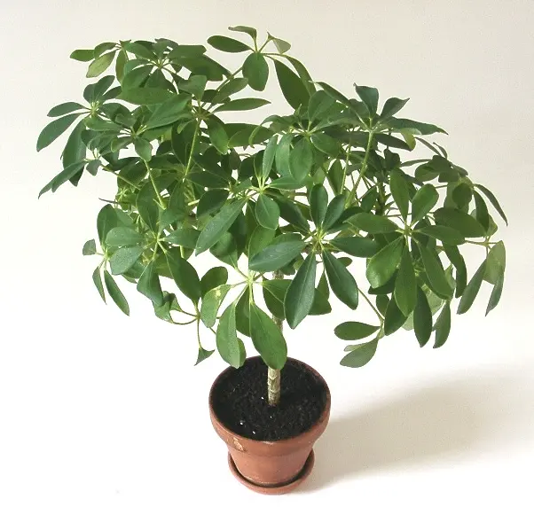 Schefflera: Guía Completa para el Cuidado de tu Árbol - Cuántos años dura una planta chiflera arbol schefflera - Cuántos años dura una planta chiflera