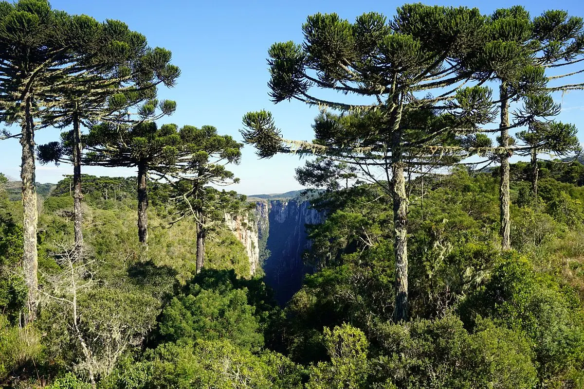La Araucaria: Un árbol singular con una raíz profunda en la historia - Cuántos años se demora en crecer una araucaria raiz de araucaria arbol - Cuántos años se demora en crecer una araucaria