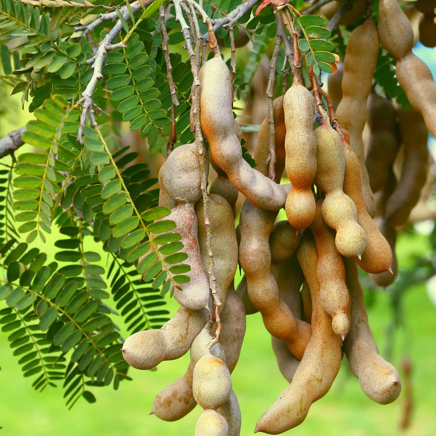 Tamarindo: El Árbol y su Exquisita Fruta - Cuántos años tarda el árbol de tamarindo en dar frutos arbol tamarindo fruta - Cuántos años tarda el árbol de tamarindo en dar frutos