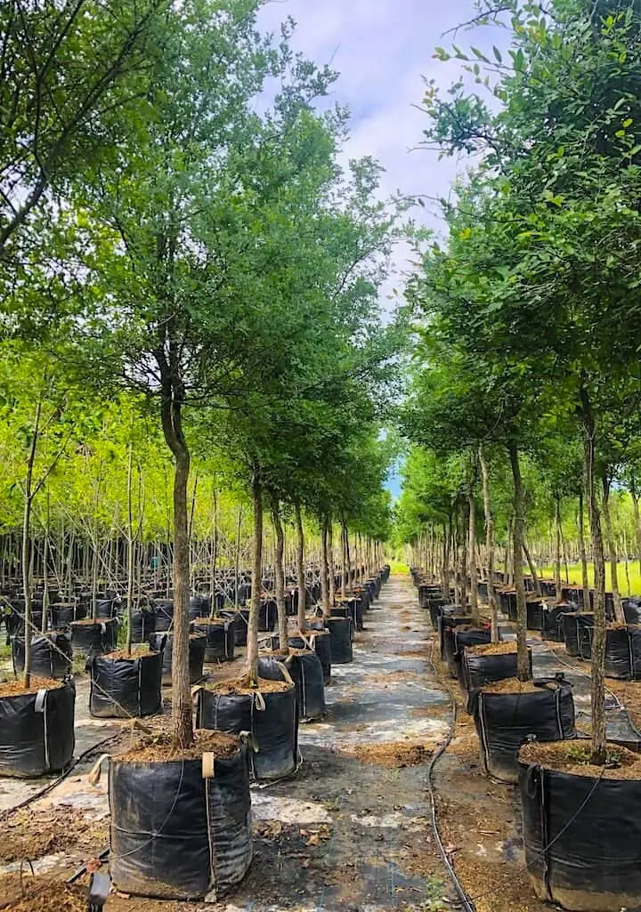 El Olmo: Un árbol de sombra y resistencia - Cuántos años tarda en crecer un olmo arbol de olmo imagenes - Cuántos años tarda en crecer un olmo