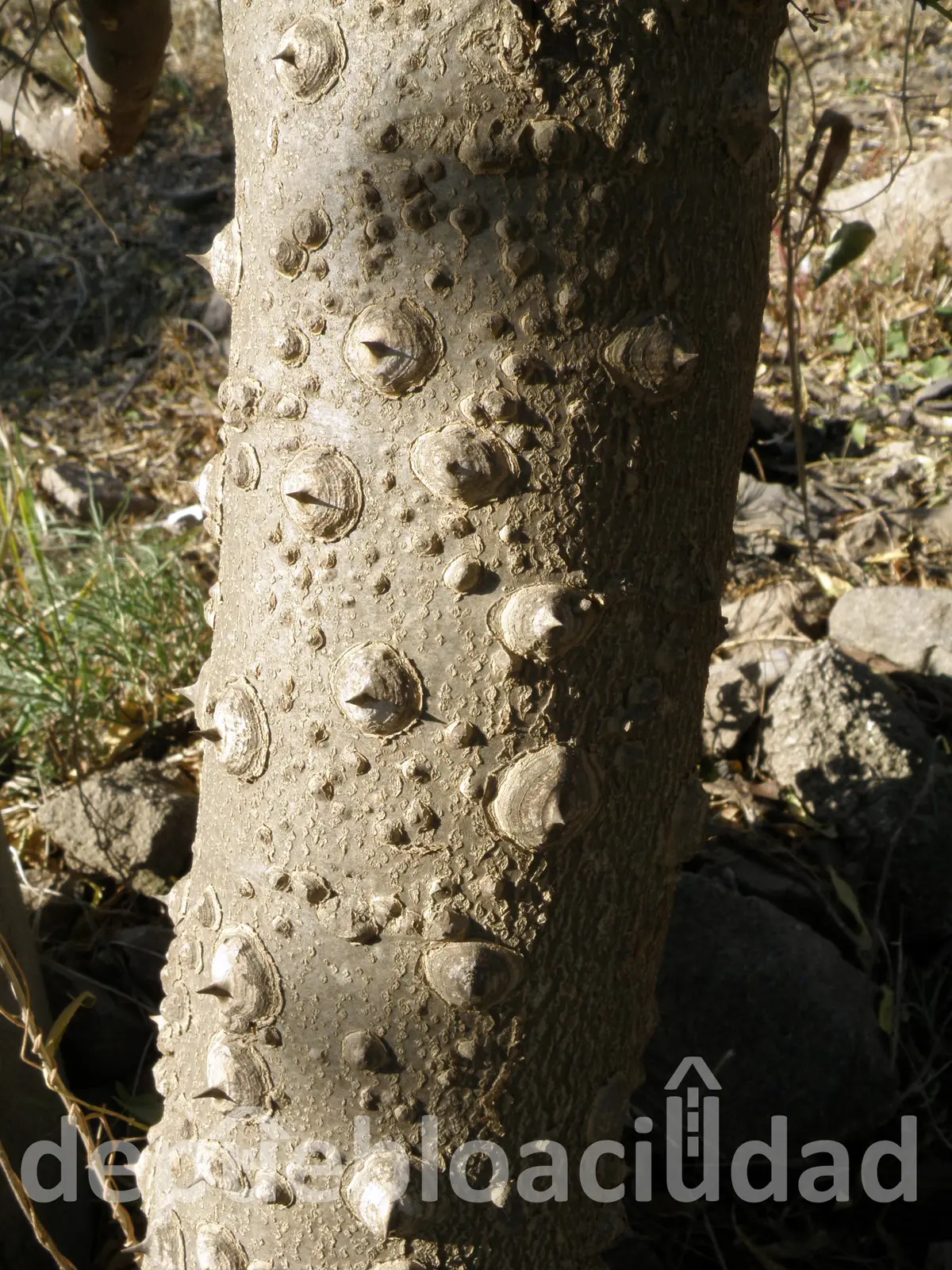 El árbol de coco en Córdoba: Cultivo, Características y Beneficios - Cuántos años tarda un árbol de coco en dar fruto arbol coco cordoba - Cuántos años tarda un árbol de coco en dar fruto