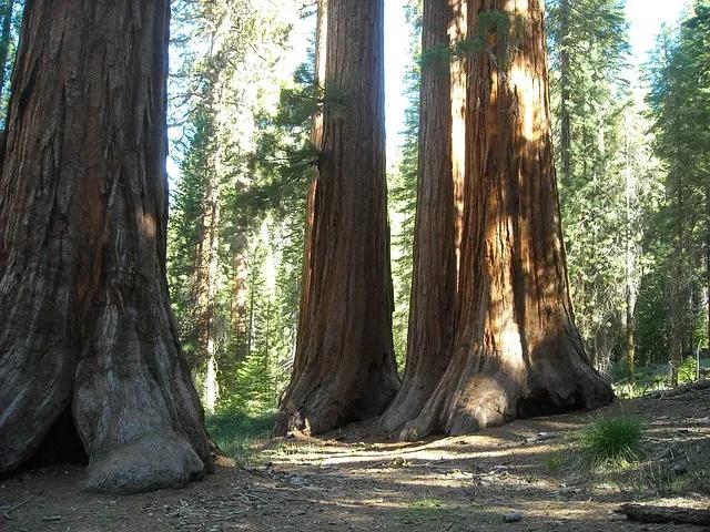 El árbol General Sherman: Un gigante de la naturaleza - Cuántos años tiene el árbol General Sherman arbol general - Cuántos años tiene el árbol General Sherman