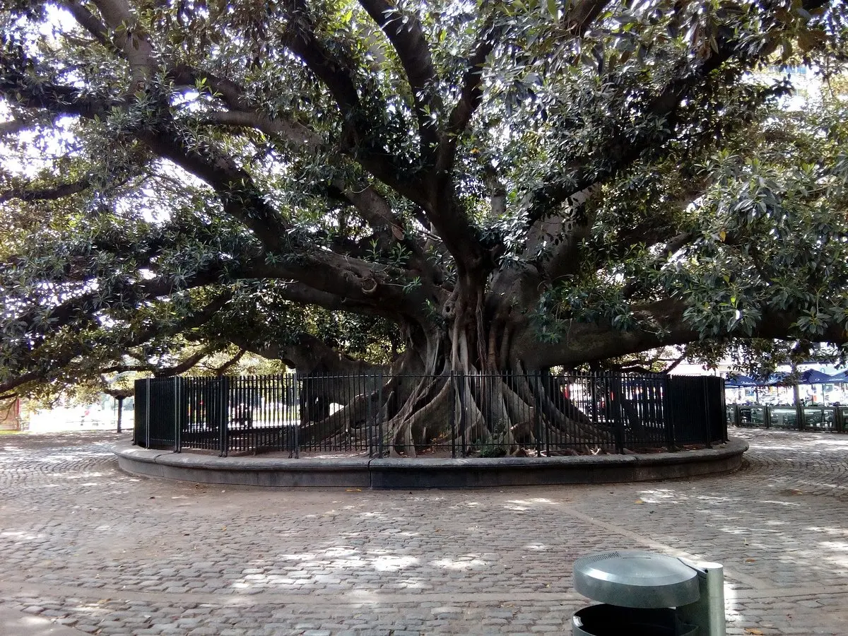 El Gomero de Recoleta: Un Árbol con Historia - Cuántos años tiene el gomero de Recoleta arbol patrimonio historico recoleta - Cuántos años tiene el gomero de Recoleta