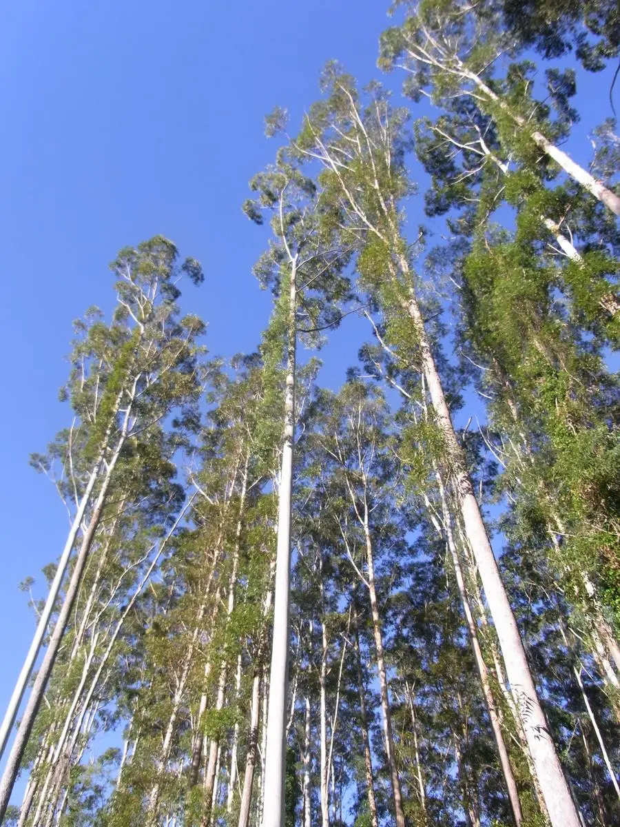 Cuánto Mide un Eucalipto: Guía Completa de su Crecimiento y Dimensiones - Cuántos años vive un eucalipto cuanto mide el arbol de eucalipto - Cuántos años vive un eucalipto