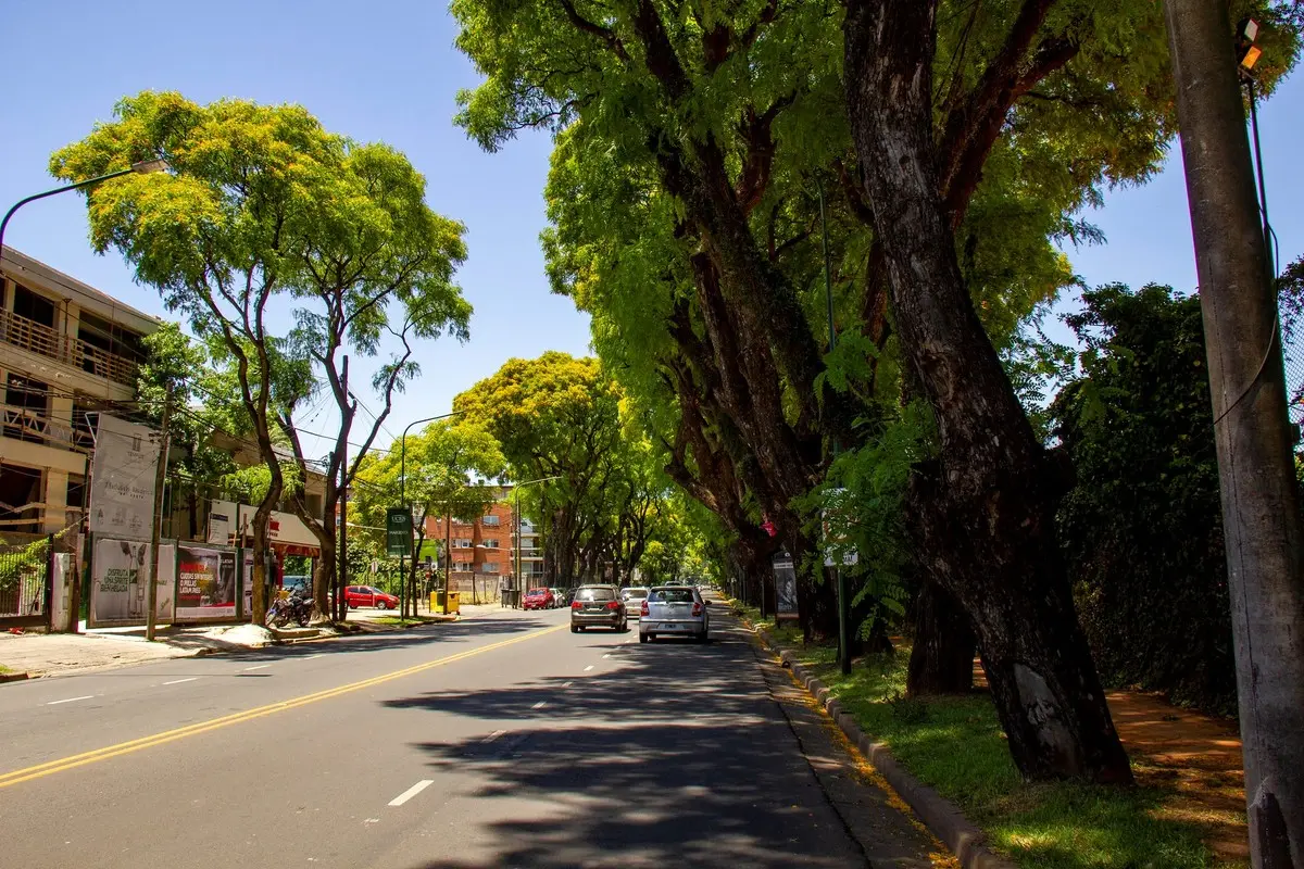 Arboles de Avenida Libertador: Un paseo verde en San Isidro - Cuántos árboles hay en San Isidro arboles de avenida libertador - Cuántos árboles hay en San Isidro