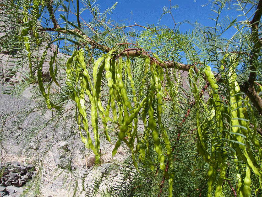 <b>Árboles en Santiago de Chile</b>: Un panorama desigual y dominado por especies exóticas - Cuántos árboles hay en Santiago de Chile arboles de santiago de chile - Cuántos árboles hay en Santiago de Chile