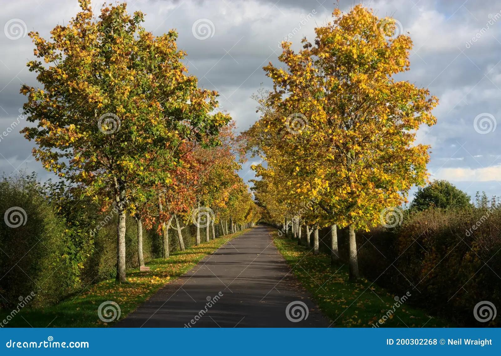 Cálculo de Árboles en una Gran Avenida: Una Guía Práctica - Cuántos árboles podrán plantarse de extremo a extremo a lo largo de una avenida de 3km de longitud si los árboles están separados 15 m gran avenida con árboles codycross - Cuántos árboles podrán plantarse de extremo a extremo a lo largo de una avenida de 3km de longitud si los árboles están separados 15 m