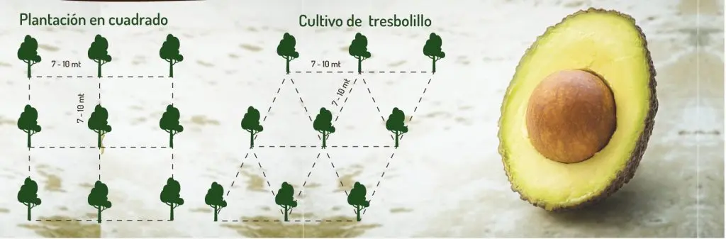 Distancia entre árboles de aguacate: Guía para una plantación exitosa - Cuántos metros cuadrados ocupa un árbol de aguacate distancia entre arboles de aguacate - Cuántos metros cuadrados ocupa un árbol de aguacate