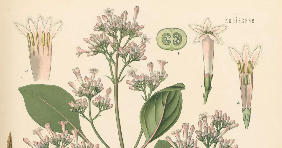 Corteza del Árbol de la Quina: Un Tesoro Medicinal de los Andes - De qué corteza de árbol proviene la quinina corteza del arbol de la quina - De qué corteza de árbol proviene la quinina