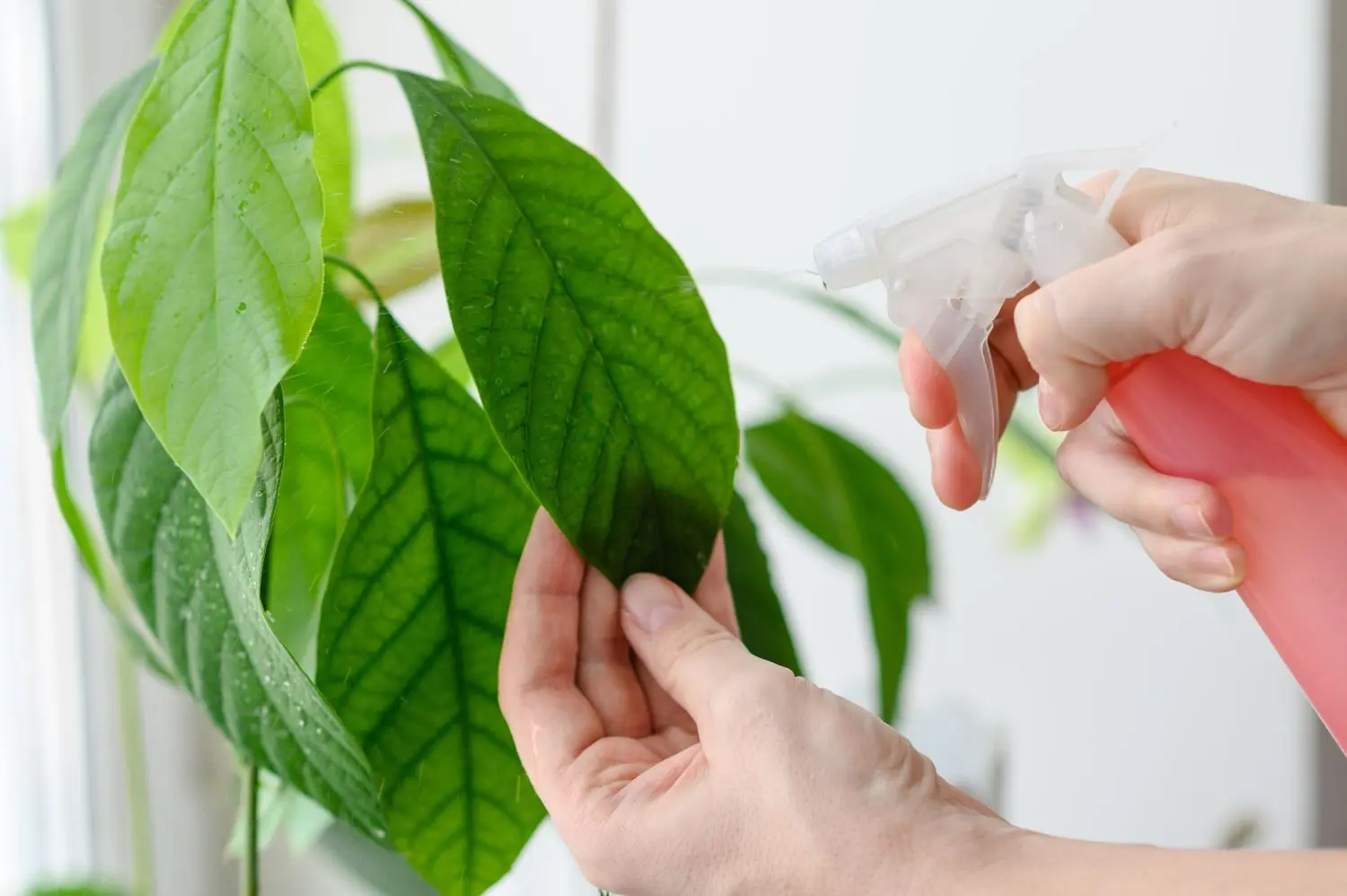 Poda de árboles de aguacate: guía completa para un árbol saludable - Debo cortar la parte superior de mi árbol de aguacate podar arbol de palta - Debo cortar la parte superior de mi árbol de aguacate