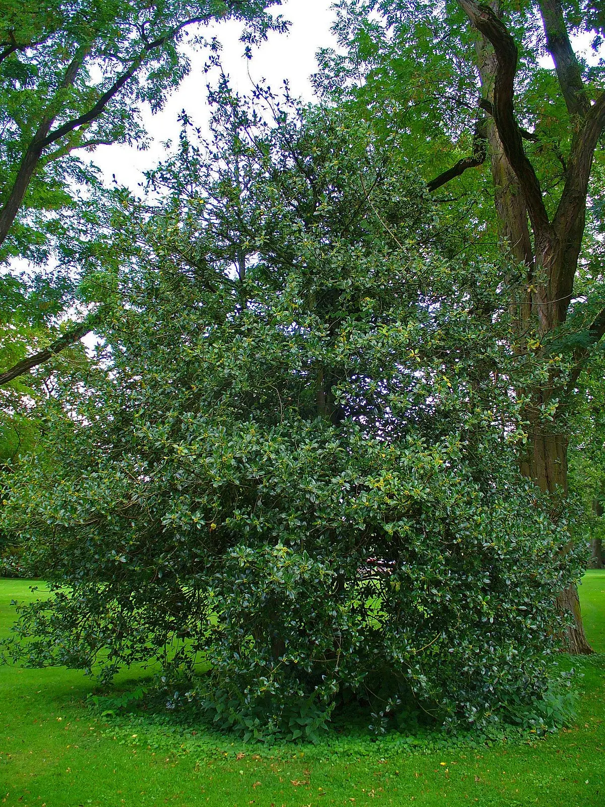 Acebo (Ilex aquifolium): Un árbol de hoja perenne con valor ecológico y cultural - Dónde crece el acebo acebo arbol ilicineo - Dónde crece el acebo