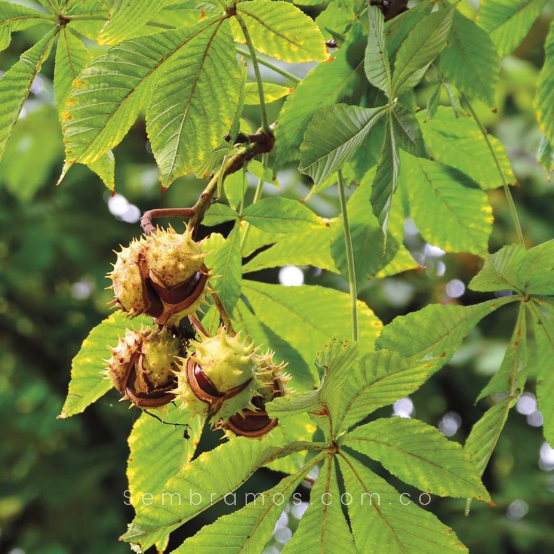 Castaño de Indias: Características, Cultivo y Propiedades - Dónde crece el castaño de Indias arbol castaño de indias caracteristicas - Dónde crece el castaño de Indias