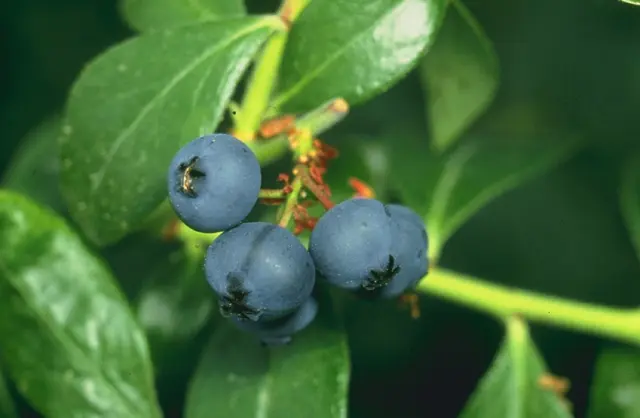 Cultivo de Arándanos: Guía Completa para Plantar y Cuidar tu Arbol de Blueberry - Dónde crece la blueberry arbol de blueberry - Dónde crece la blueberry