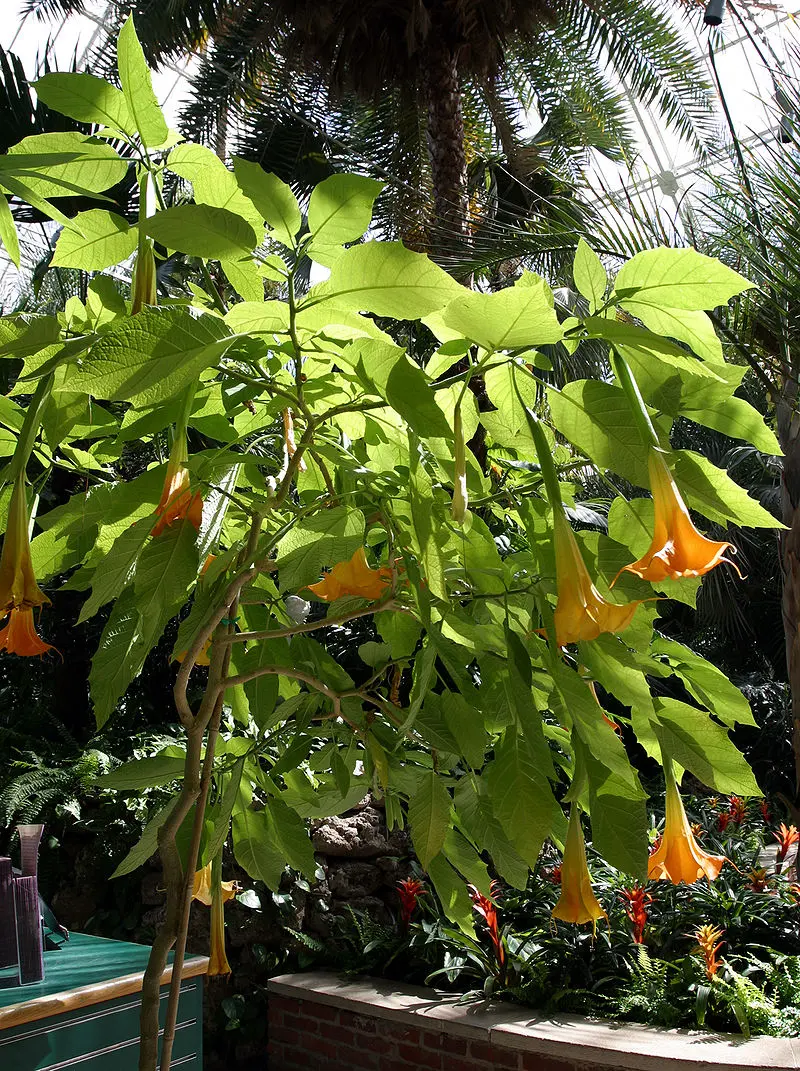 Datura Arbol: Una planta tóxica con usos medicinales - Dónde crece la datura datura arbol - Dónde crece la datura