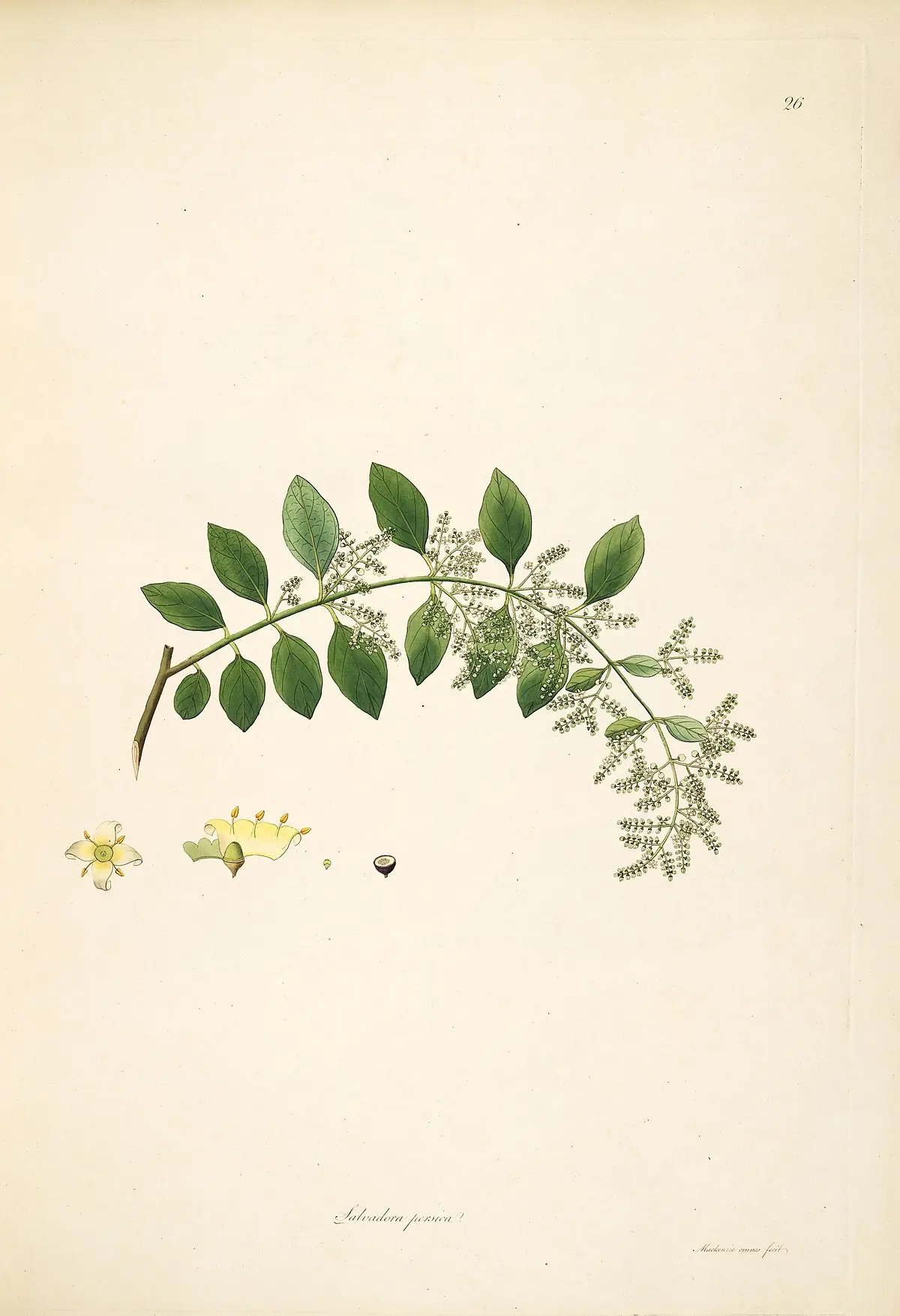 arak arbol - Dónde crece la Salvadora persica