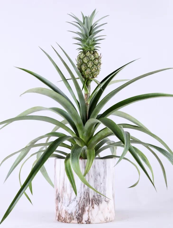 El árbol de la piña: características, cultivo y beneficios - Dónde crecen las piñas arbol de la piña como se llama - Dónde crecen las piñas