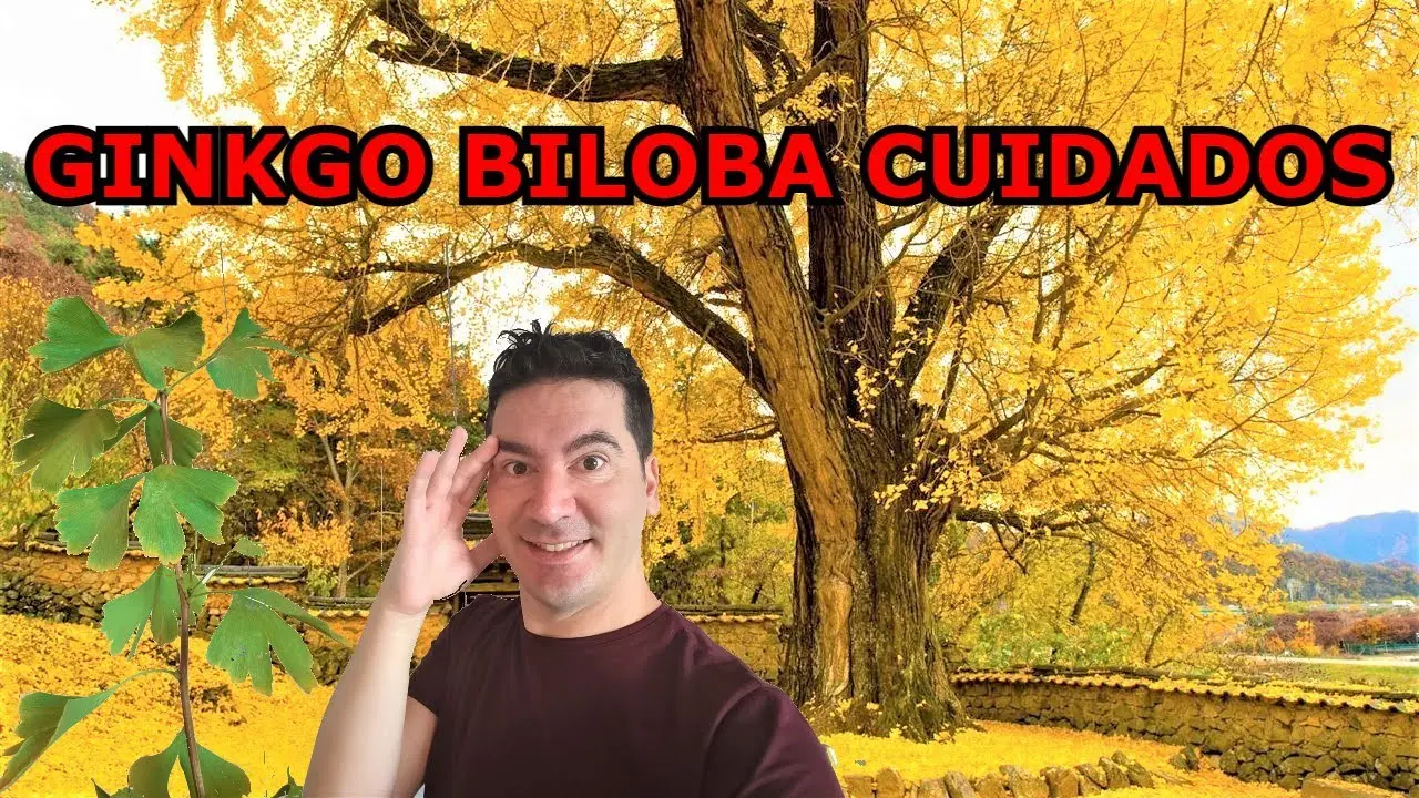 Guía Completa para el Cuidado del Árbol de Ginkgo Biloba: Dónde Plantar, Riego y Poda - Dónde debo plantar un árbol de Ginkgo arbol ginkgo biloba cuidados - Dónde debo plantar un árbol de Ginkgo