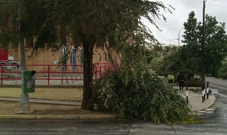 Poda de árboles en Morón: Guía completa para vecinos - Dónde denunciar ruidos molestos en Morón municipio de moron poda de arboles - Dónde denunciar ruidos molestos en Morón