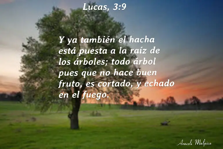 El hacha está puesta a la raíz del árbol: Un análisis de la parábola bíblica - Dónde dice la Biblia que el hacha está puesta el hacha esta puesta a la raiz del arbol - Dónde dice la Biblia que el hacha está puesta