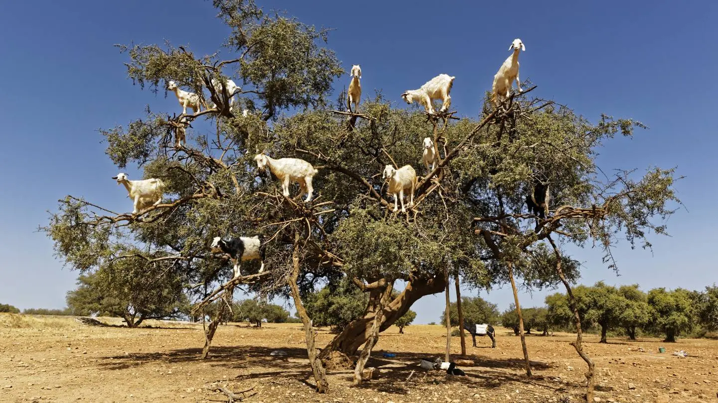 Cabras trepando árboles en Marruecos: Un espectáculo único - Dónde en Marruecos puedo ver cabras en los árboles cabras subidas en arboles marruecos - Dónde en Marruecos puedo ver cabras en los árboles