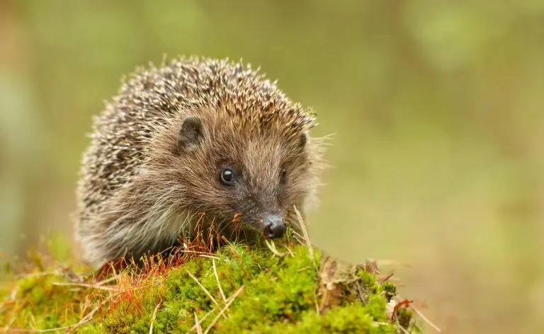 El árbol de los erizos: Una guía completa sobre estos fascinantes animales - Dónde es el lugar de origen de los erizos el arbol de los erizos - Dónde es el lugar de origen de los erizos
