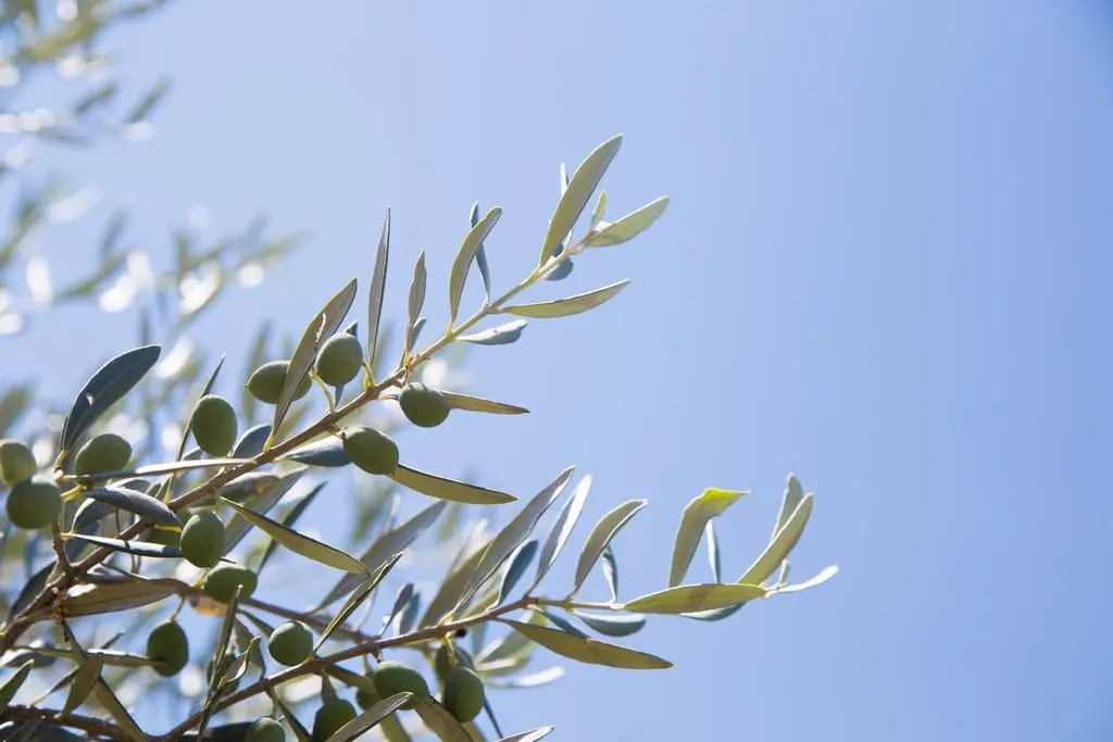 Cómo plantar un árbol de olivo: Guía completa para principiantes - Dónde está la semilla de la aceituna como plantar un arbol de aceitunas - Dónde está la semilla de la aceituna