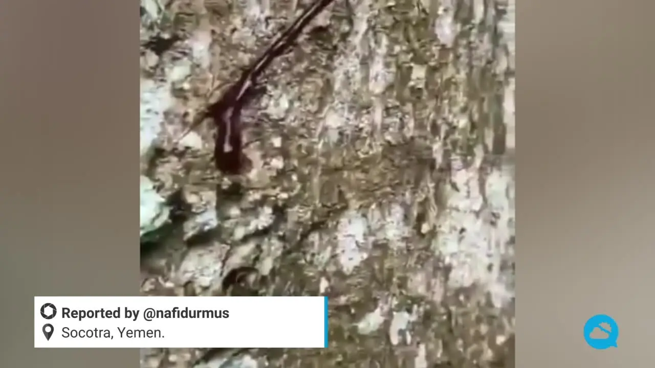 El árbol de sangre de dragón: Un tesoro natural de Socotra - Dónde están los árboles de sangre de dragón arbol de socotra - Dónde están los árboles de sangre de dragón