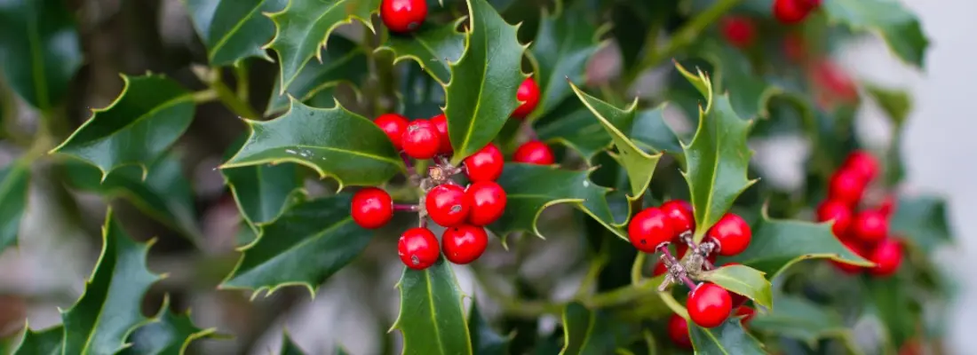 Acebo: El árbol sagrado de la Navidad y su cultivo - Dónde hay que plantar un acebo acebo arbol - Dónde hay que plantar un acebo