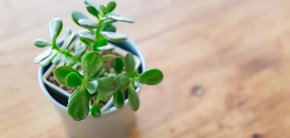 El árbol de jade: Guía completa para atraer la abundancia y cuidarlo en casa - Dónde no se debe colocar el árbol de jade arbol de jade en interior - Dónde no se debe colocar el árbol de jade