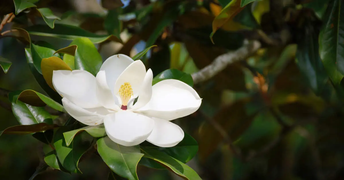<b>Magnolia:</b> Guía Completa para el Cuidado y la Floración de Este Árbol - Dónde plantar magnolias arbol de magnolia cuidados - Dónde plantar magnolias