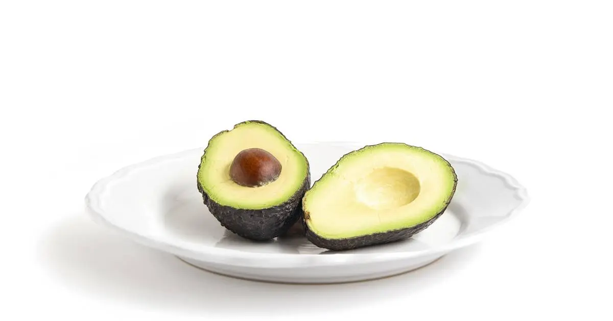 Cultivar un árbol de aguacate en maceta: Guía completa para principiantes - Dónde plantar un aguacate, sol o sombra arbol aguacate en maceta - Dónde plantar un aguacate, sol o sombra