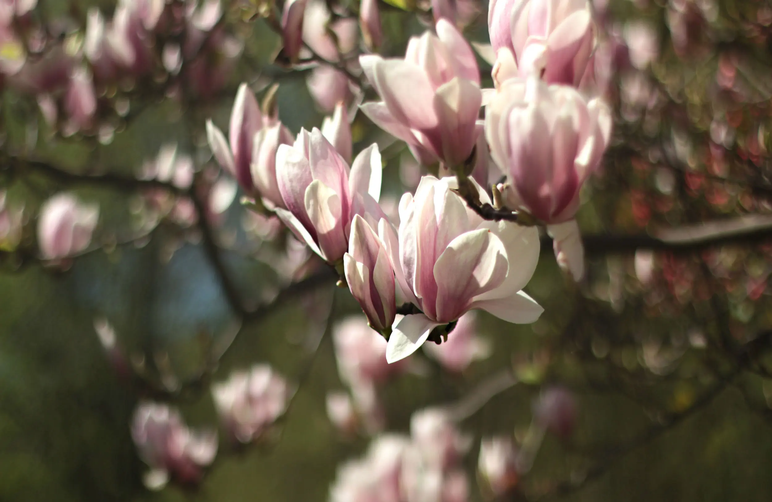 Magnolio: El árbol de flores impresionantes - Dónde plantar un magnolio arbol magnolio en flor - Dónde plantar un magnolio
