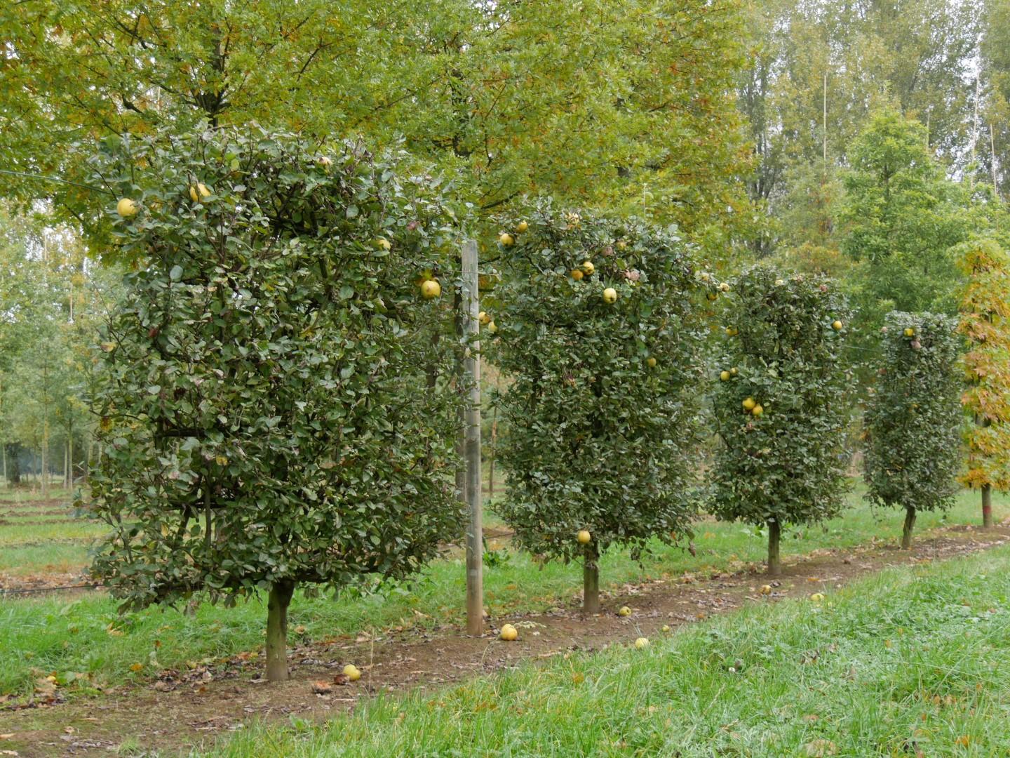 Membrillero (Cydonia oblonga): Guía completa para su cultivo - Dónde plantar un membrillero cydonia oblonga arbol - Dónde plantar un membrillero