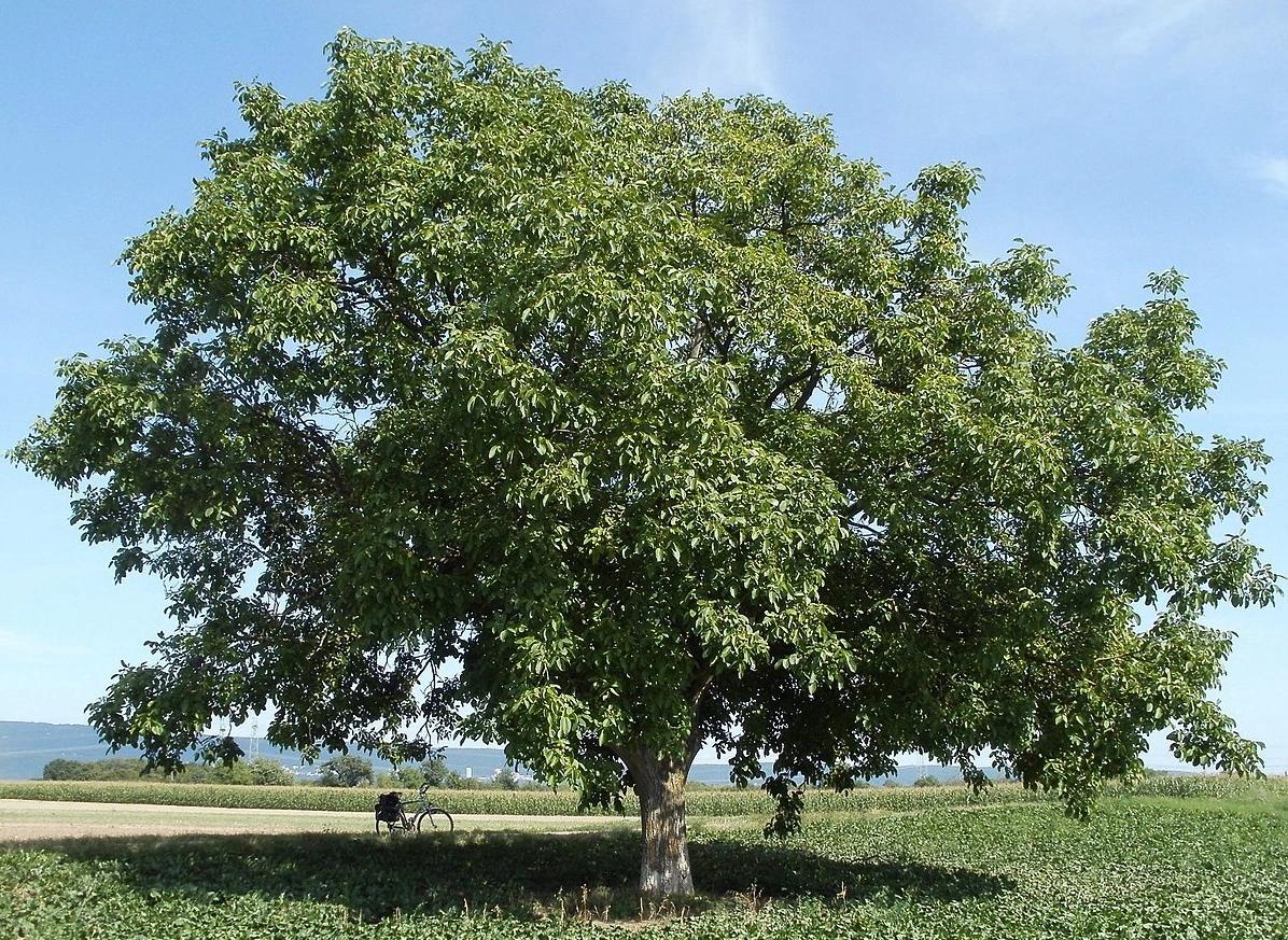 Guía Completa para Plantar y Cuidar un Nogal: Desde la Selección hasta la Cosecha - Dónde plantar un nogal arbol de nogal cuidados - Dónde plantar un nogal