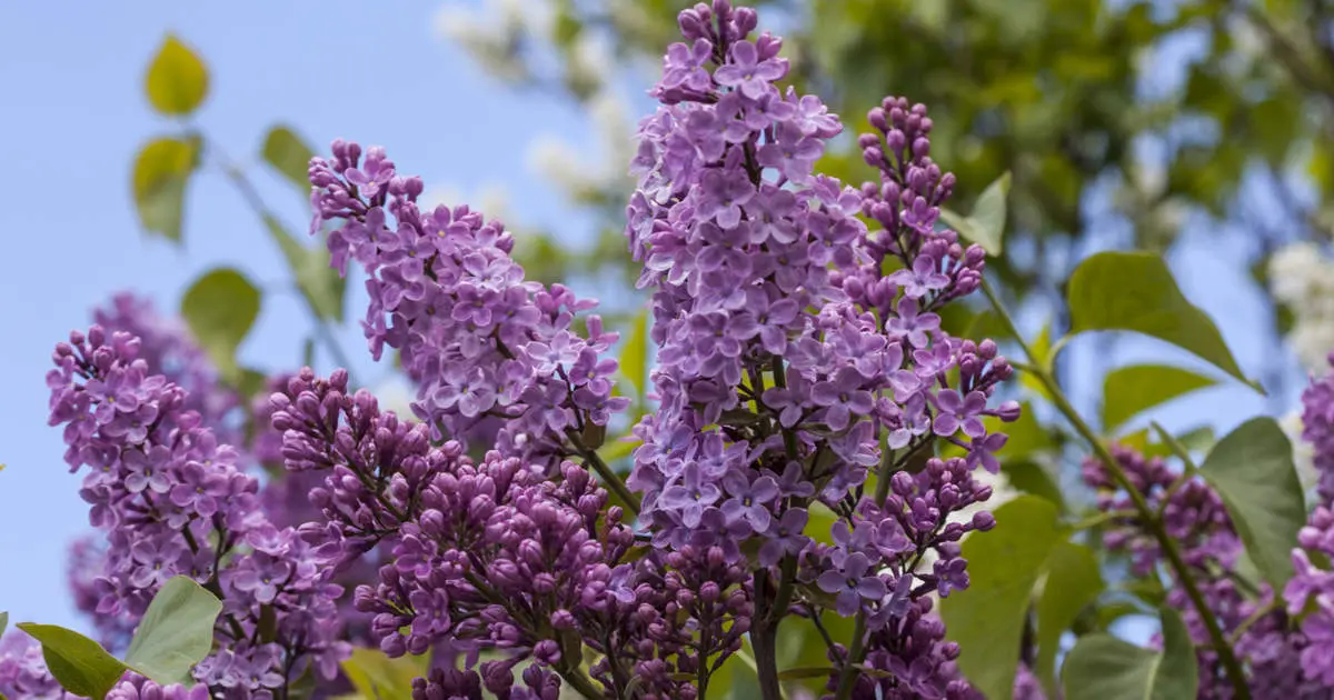 Guía Completa de Cuidados para Tu Árbol de Lilas - Dónde plantar una lila arbol lila cuidados - Dónde plantar una lila