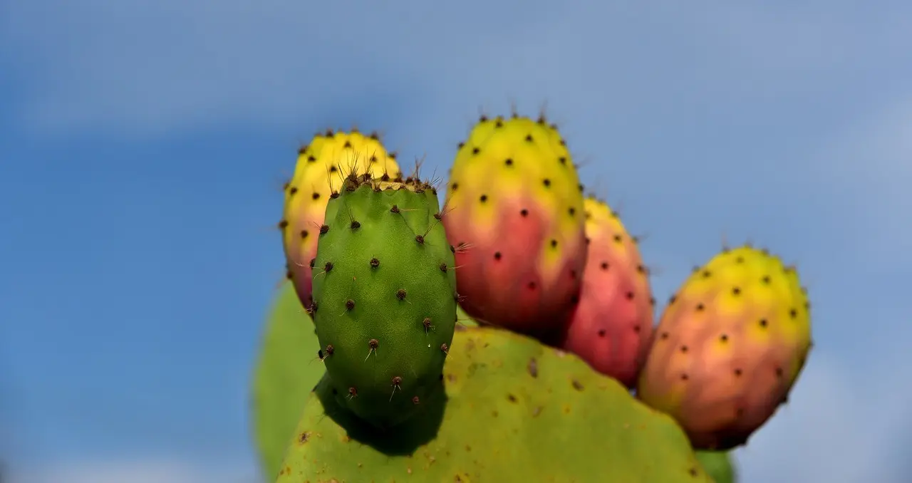 El árbol de la tuna: un símbolo mexicano con un pasado histórico y un futuro prometedor - Dónde plantar una tuna arbol de la tuna - Dónde plantar una tuna