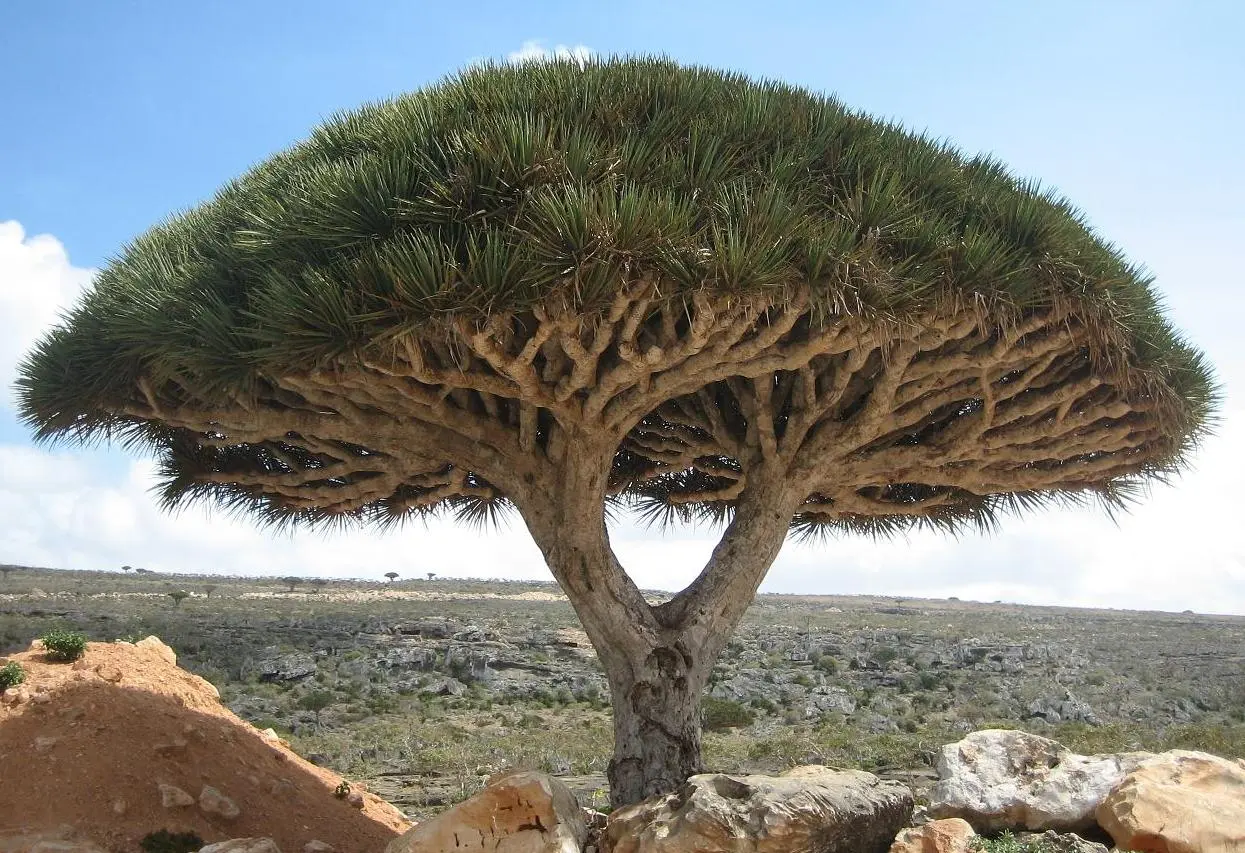 Dracaena Árbol: Guía Completa de Cuidados y Beneficios - Dónde poner la Dracaena dracaena arbol - Dónde poner la Dracaena