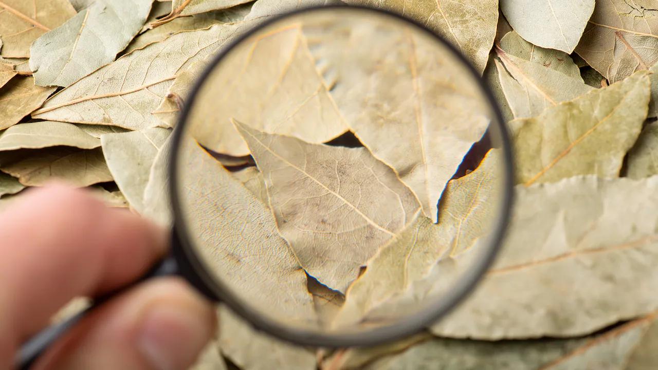 El poder del laurel en casa: usos, beneficios y rituales - Dónde se colocan las hojas de laurel en la casa arbol de laurel en casa - Dónde se colocan las hojas de laurel en la casa