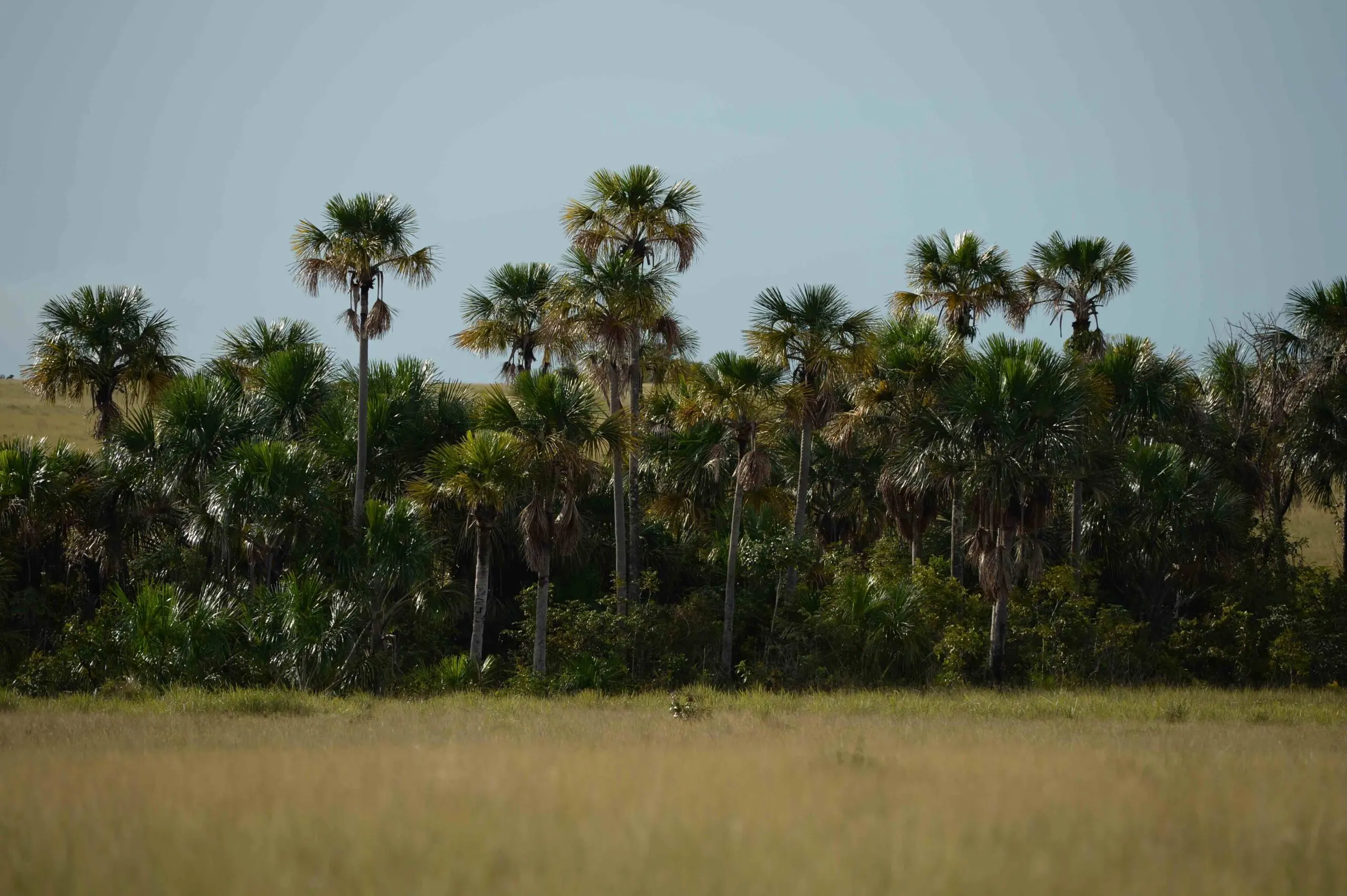 Palma de Moriche: Un Tesoro de la Amazonía Peruana y la Orinoquía Colombiana - Dónde se consigue el Moriche arbol palma de moriche - Dónde se consigue el Moriche