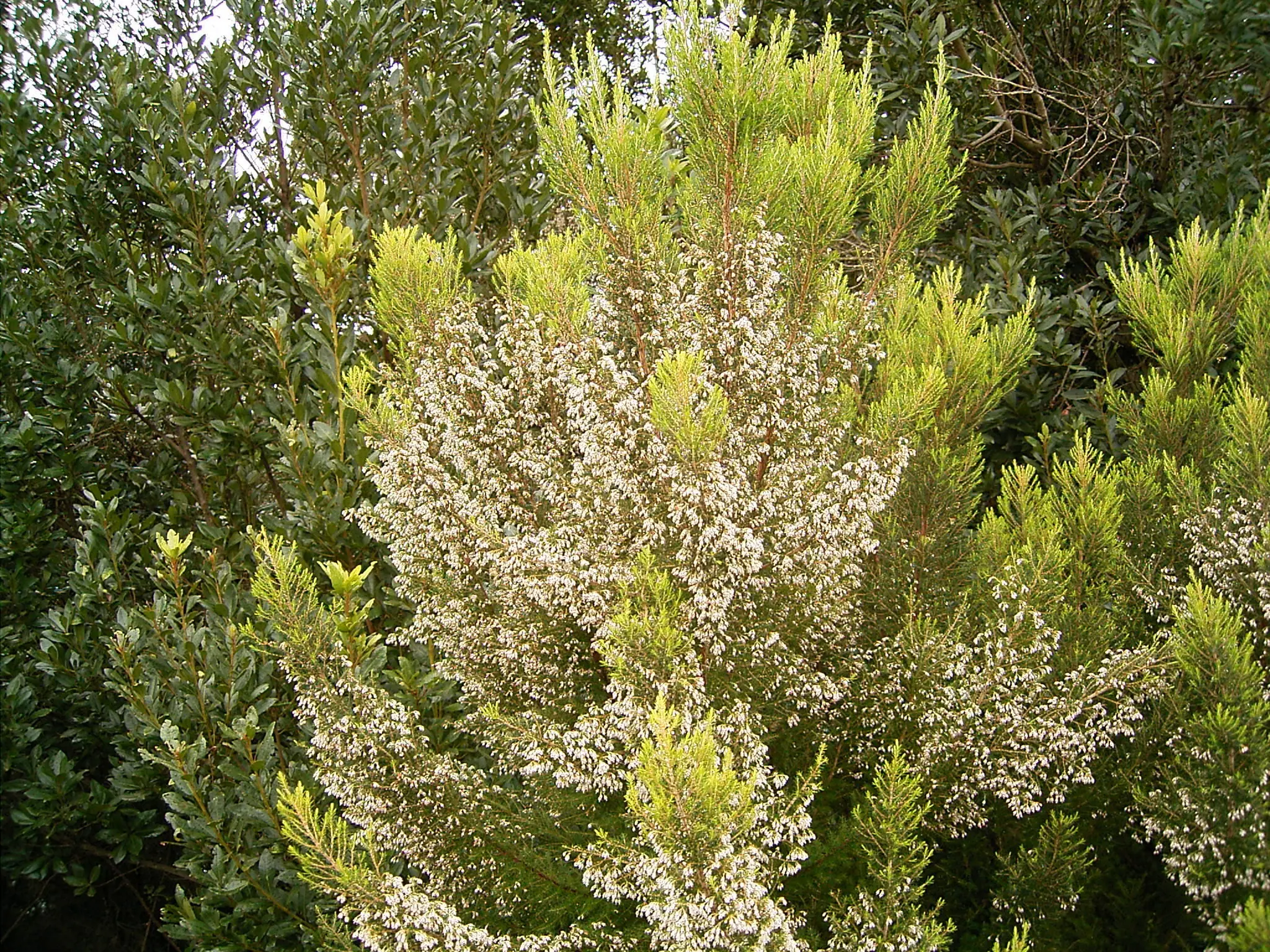 Brezo Arbóreo: Un árbol único de la región mediterránea - Dónde se cría el brezo brezo arbol canario - Dónde se cría el brezo