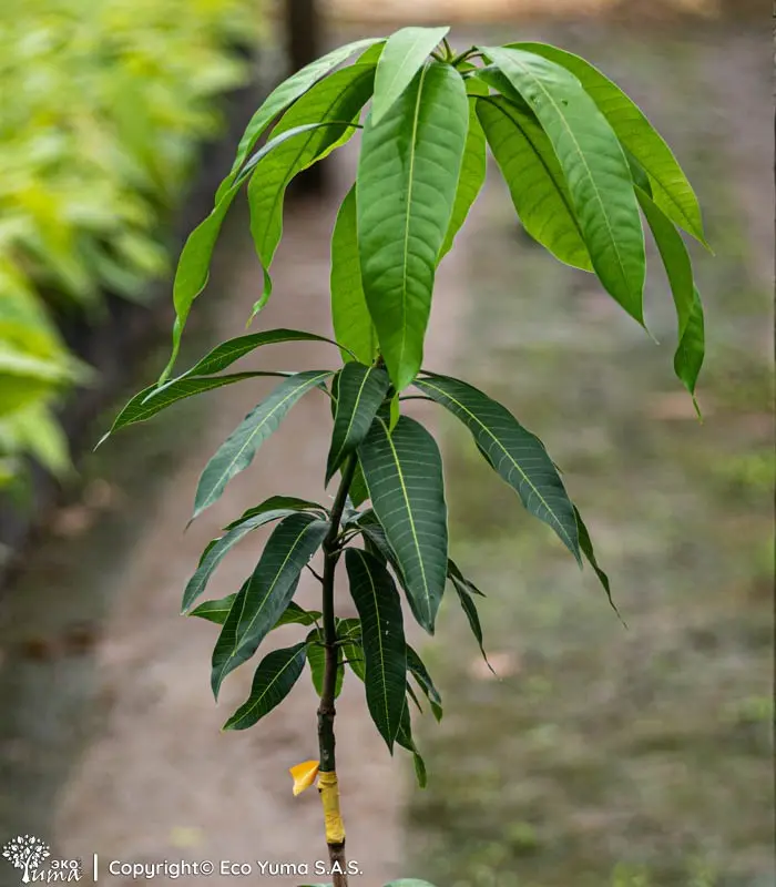 El Mango Tommy: Cultivo, Características y Todo lo que Necesitas Saber - Dónde se cultiva el mango Tommy arbol de mango tommy - Dónde se cultiva el mango Tommy