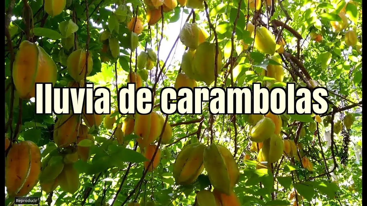 El árbol de la fruta estrella: cultivo, beneficios y usos - Dónde se cultiva la fruta estrella arbol de fruta estrella - Dónde se cultiva la fruta estrella