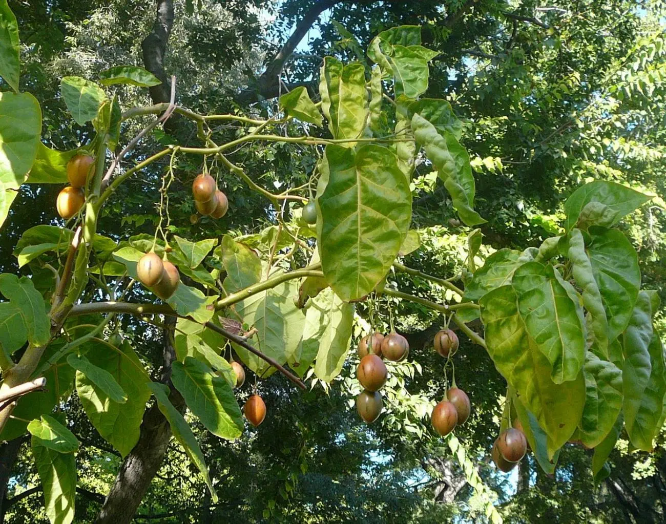 cultivo de tomate de arbol en ecuador - Dónde se cultiva tomate de árbol en Ecuador