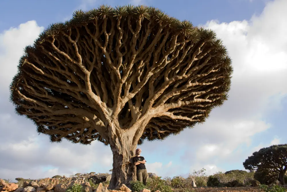 Dracaena Árbol: Guía Completa de Cuidados y Beneficios - Dónde se da el árbol de dragón dracaena arbol - Dónde se da el árbol de dragón