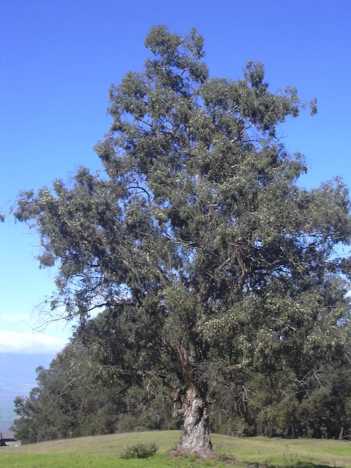 El árbol de eucalipto en México: Un invasor con un pasado complejo - Dónde se da el árbol de eucalipto arbol de eucalipto en mexico - Dónde se da el árbol de eucalipto