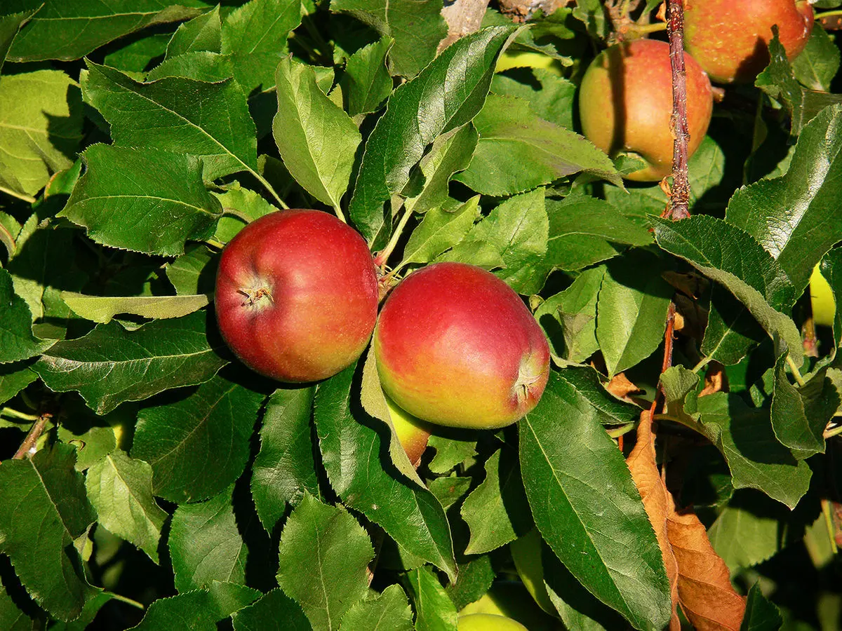 El árbol de manzana gala: características, cultivo y cuidados - Dónde se da la manzana gala manzana gala arbol - Dónde se da la manzana gala