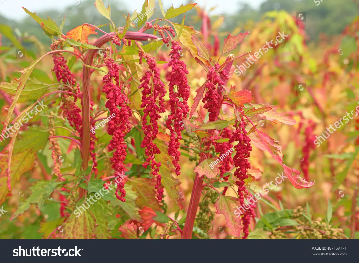 Descubre el Árbol de Quinoa Roja: Un Tesoro Andino - Dónde se encuentra la quina roja arbol de quinoa roja - Dónde se encuentra la quina roja