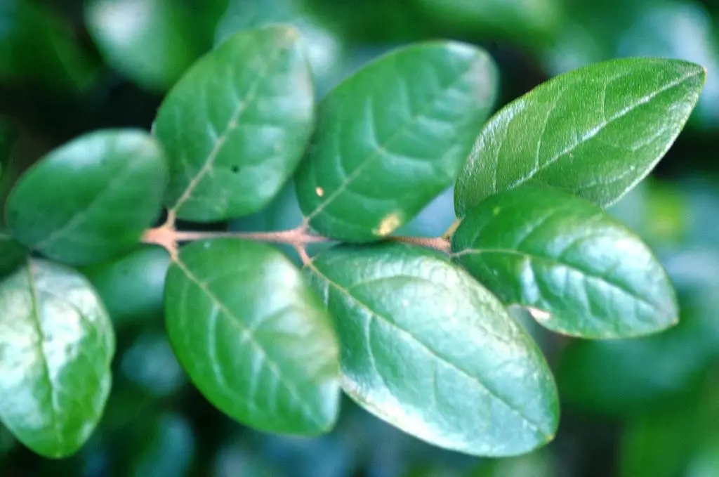 boldo arbol nativo de chile - Dónde se originó el boldo