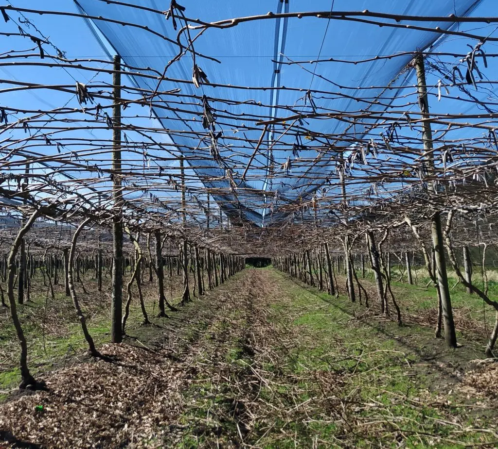 arbol de kiwi fruta - Dónde se planta el kiwi en Argentina